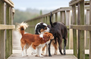 formation médiation chien