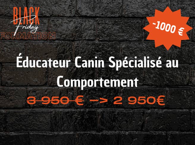 stage éducateur canin comportement