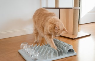 diplôme éducateur canin