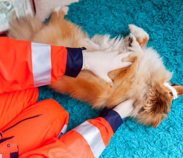 formation médiation zoothérapie animale