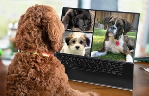 formation acaced chien marseille