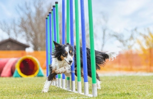 formation chien positif