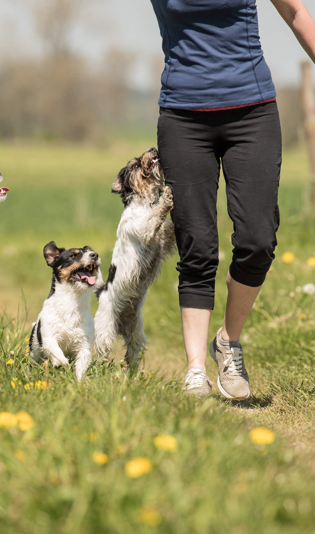 formation-zoothérapie-chien