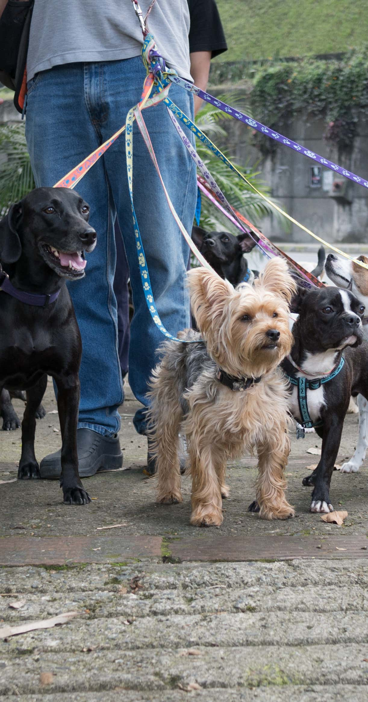 formation-médiation-chien