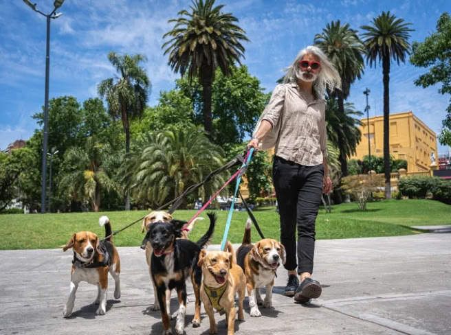 stage éducateur canin comportement