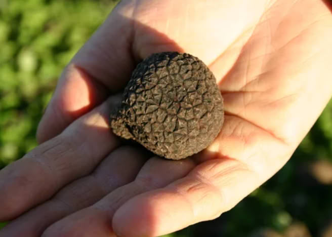 formation petsitter pension chien chat