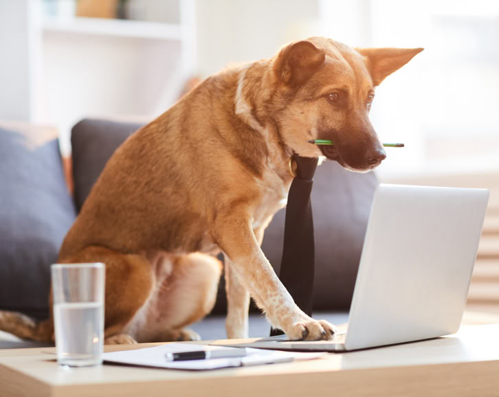 permis détention chien catégorie