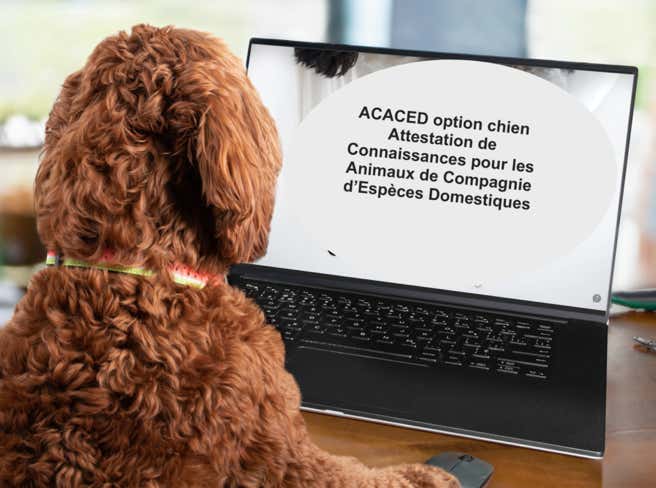 acaced chien